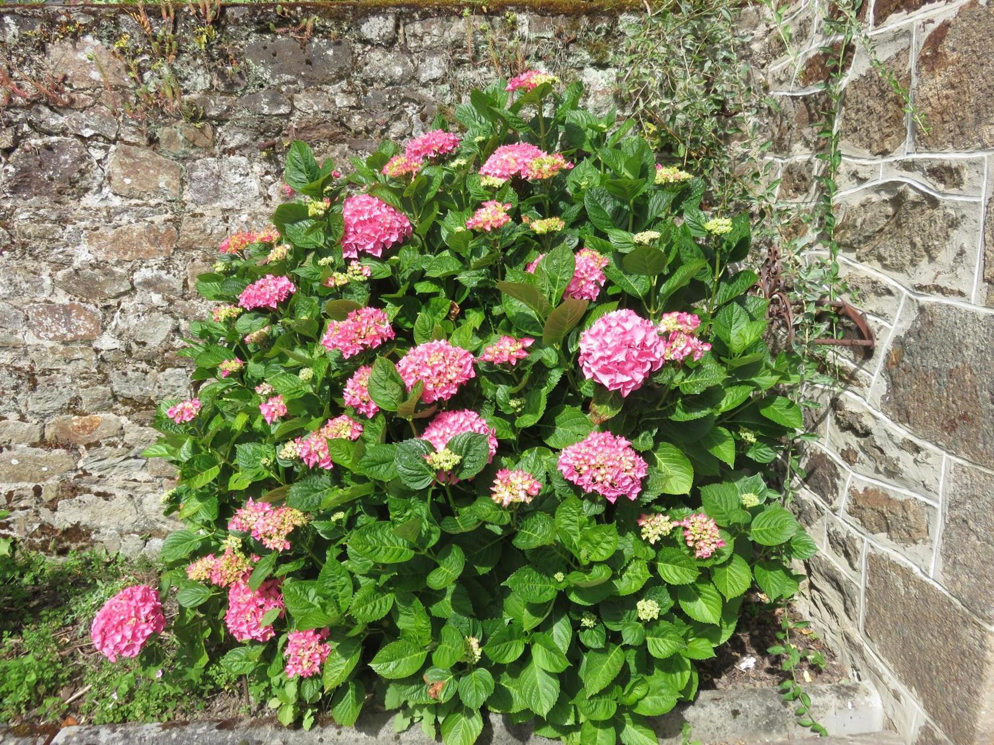 Le Jardin A Mordreuc Bed & Breakfast Pleudihen-sur-Rance Bagian luar foto